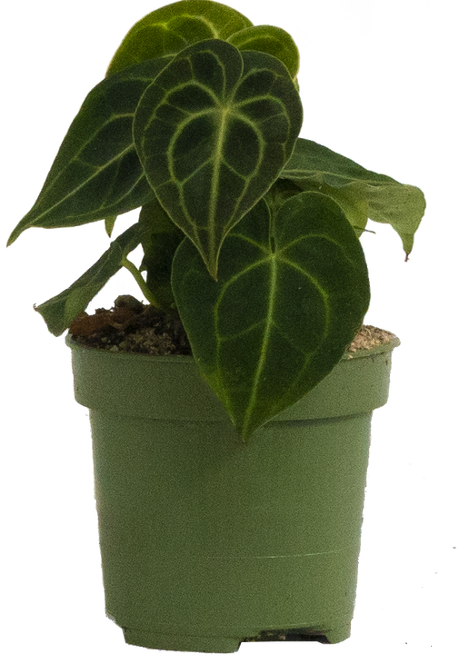 Anthurium Clarinervium (S)