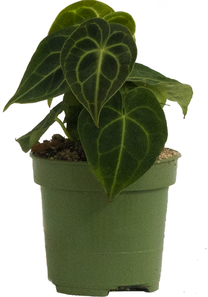 Anthurium Clarinervium 4" Pot Easy Care Houseplant Plantsome