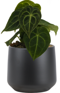 Anthurium Clarinervium (S)