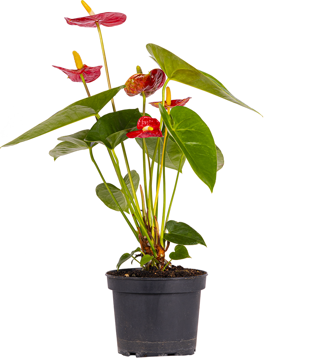Red Anthurium (M)