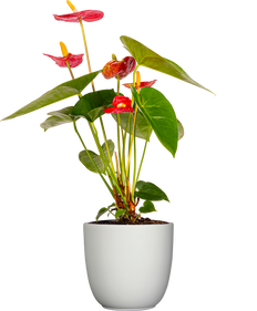 Red Anthurium (M)