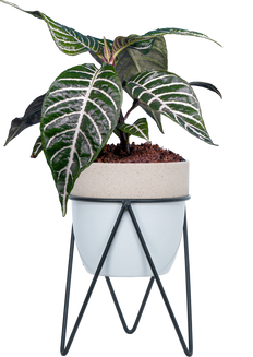 Aphelandra Squarrosa | Zebra Plant (S)