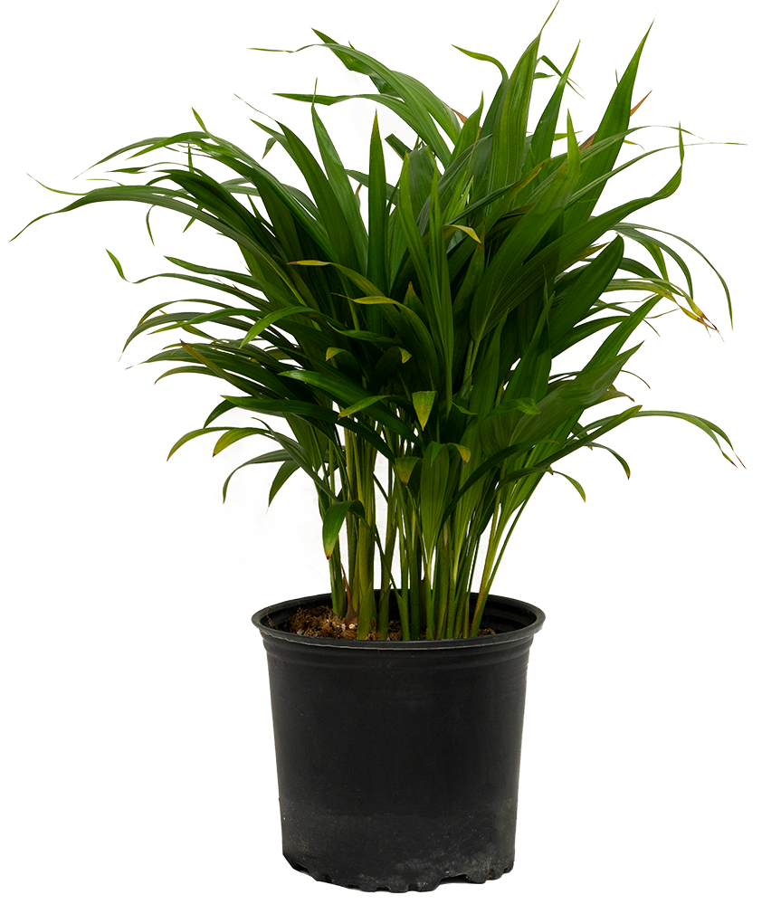 Areca Palm (L)