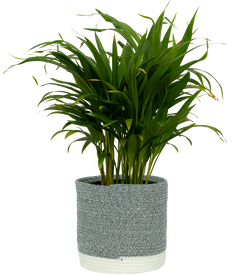 Areca Palm (L)