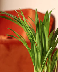 areca palm for sale canada Areca Palm | 4" Pot | Pet Friendly Houseplant