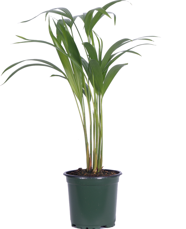 areca palm potting soil Areca Palm | 4" Pot | Pet Friendly Houseplant