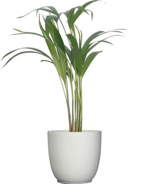 areca palm baby plant Areca Palm | 4" Pot | Pet Friendly Houseplant