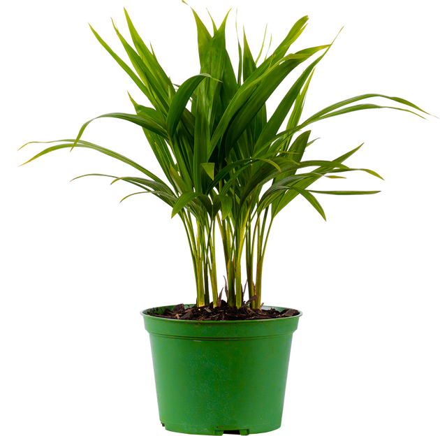 areca palm indoor toronto Areca Palm | 6" Pot | Pet Friendly Houseplant