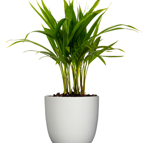 areca palm buy canada Areca Palm | 6" Pot | Pet Friendly Houseplant