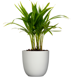 Areca Palm (M)