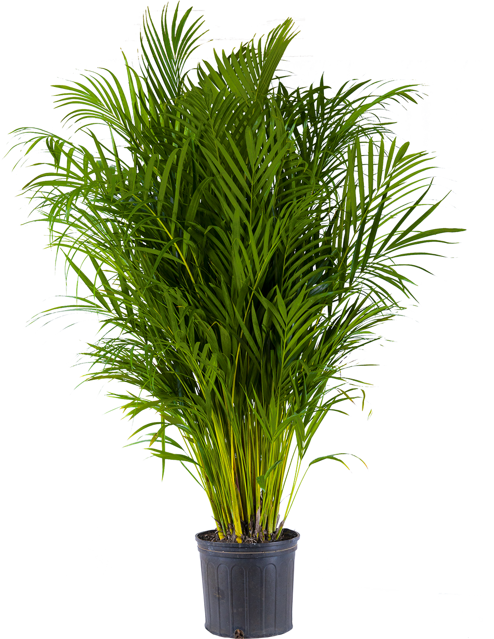 Areca Palm (XL)