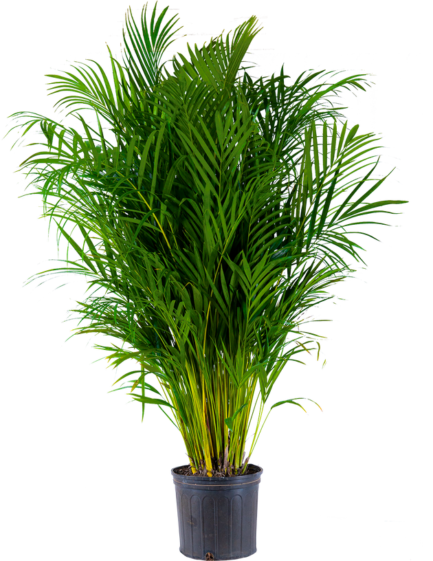 Areca Palm, 10 Pot, Pet Friendly Houseplant