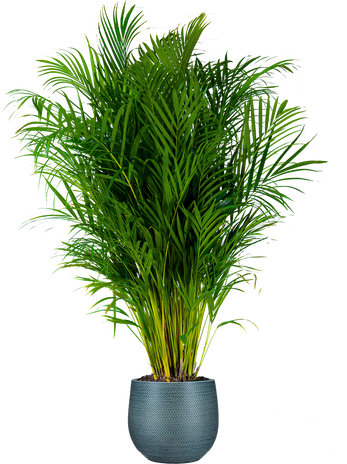 XL Plants – Plantsome