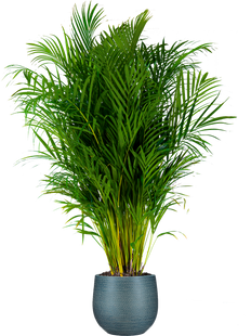 Areca Palm (XXL)