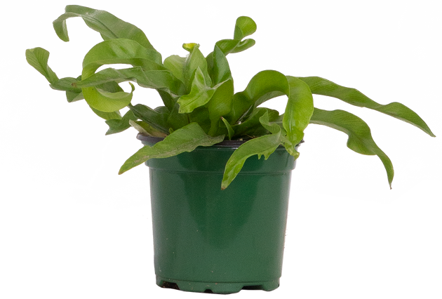 Asplenium Hurricane | Birds Nest Fern | 4