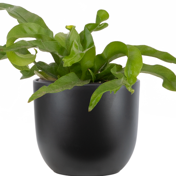 bird's nest fern hurricane Asplenium Hurricane | Birds Nest Fern | 4" Pot | Pet Friendly And Easy Care Houseplant