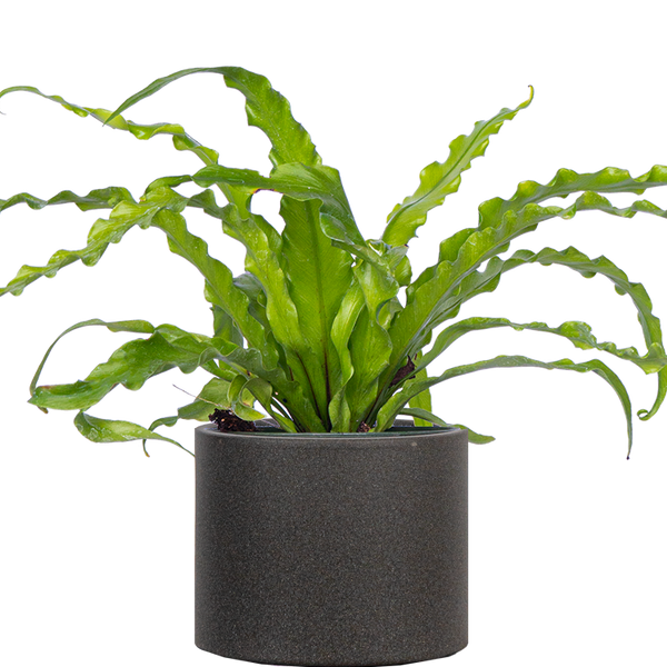 Asplenium Victoria | Birds Nest Fern | 4
