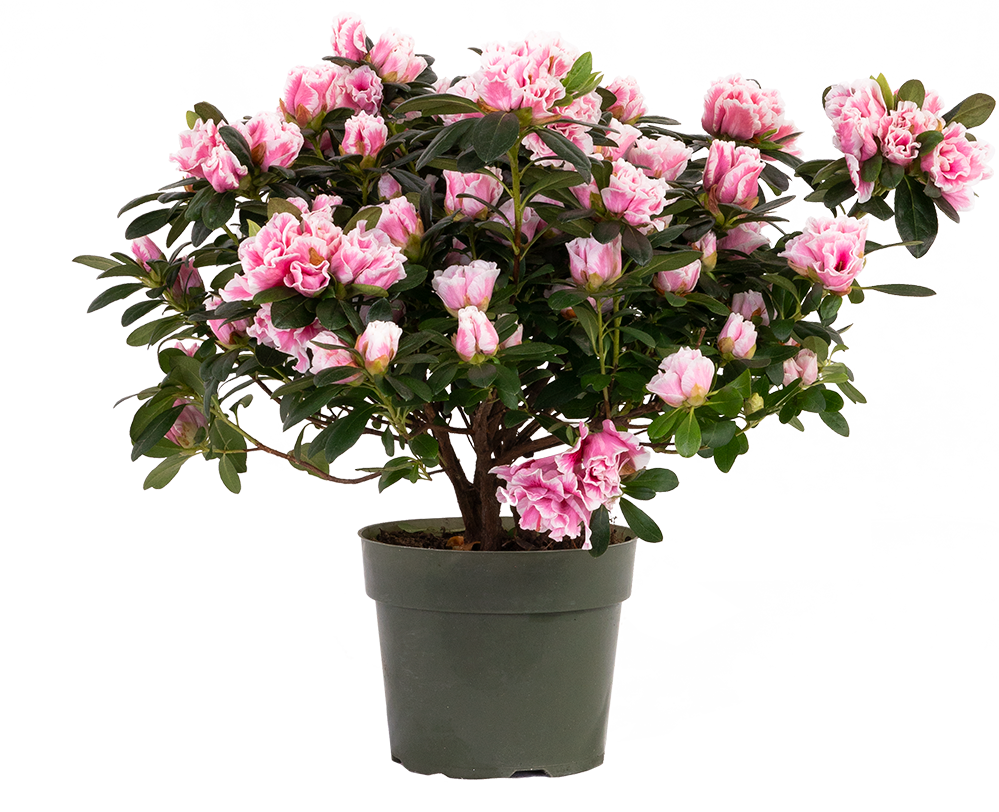 Azalea | Assorted Flowers (M)