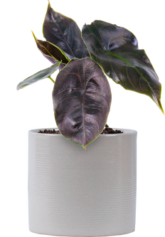 Alocasia Azlanii | Red Mambo (S)