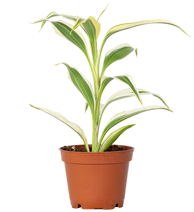Dracaena Sanderiana | Ribbon Plant (XS)