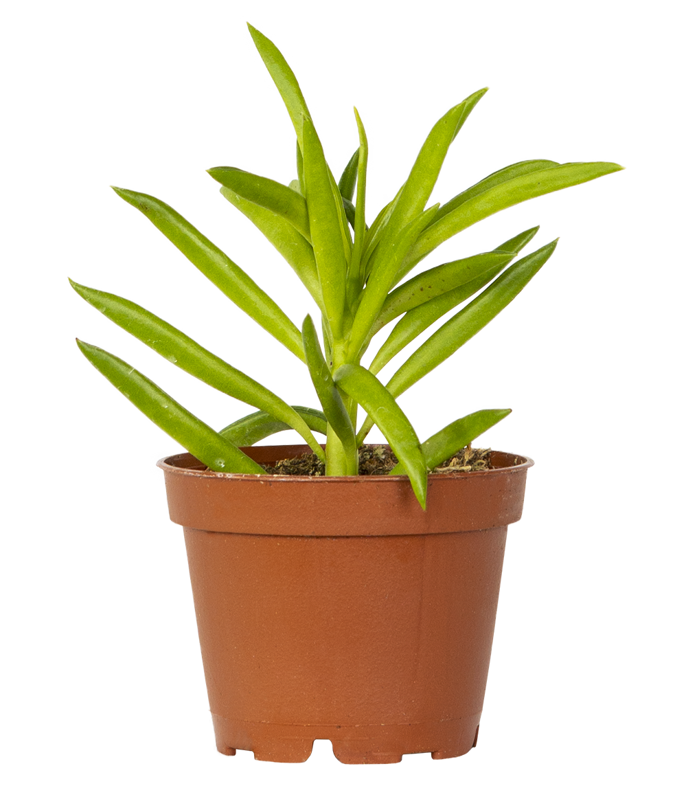 Peperomia Ferreyrae (XS) | Happy Bean