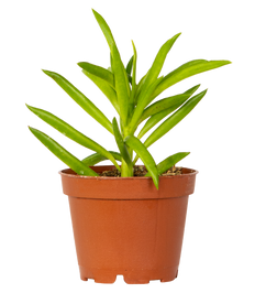 Peperomia Ferreyrae (XS) | Happy Bean