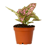 Polka Dot | Hypoestes (XS)