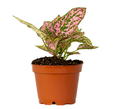 Polka Dot | Hypoestes (XS)