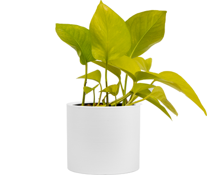 Neon Pothos (S)