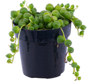 Senecio Rowleyanus | String of Pearls (XS)