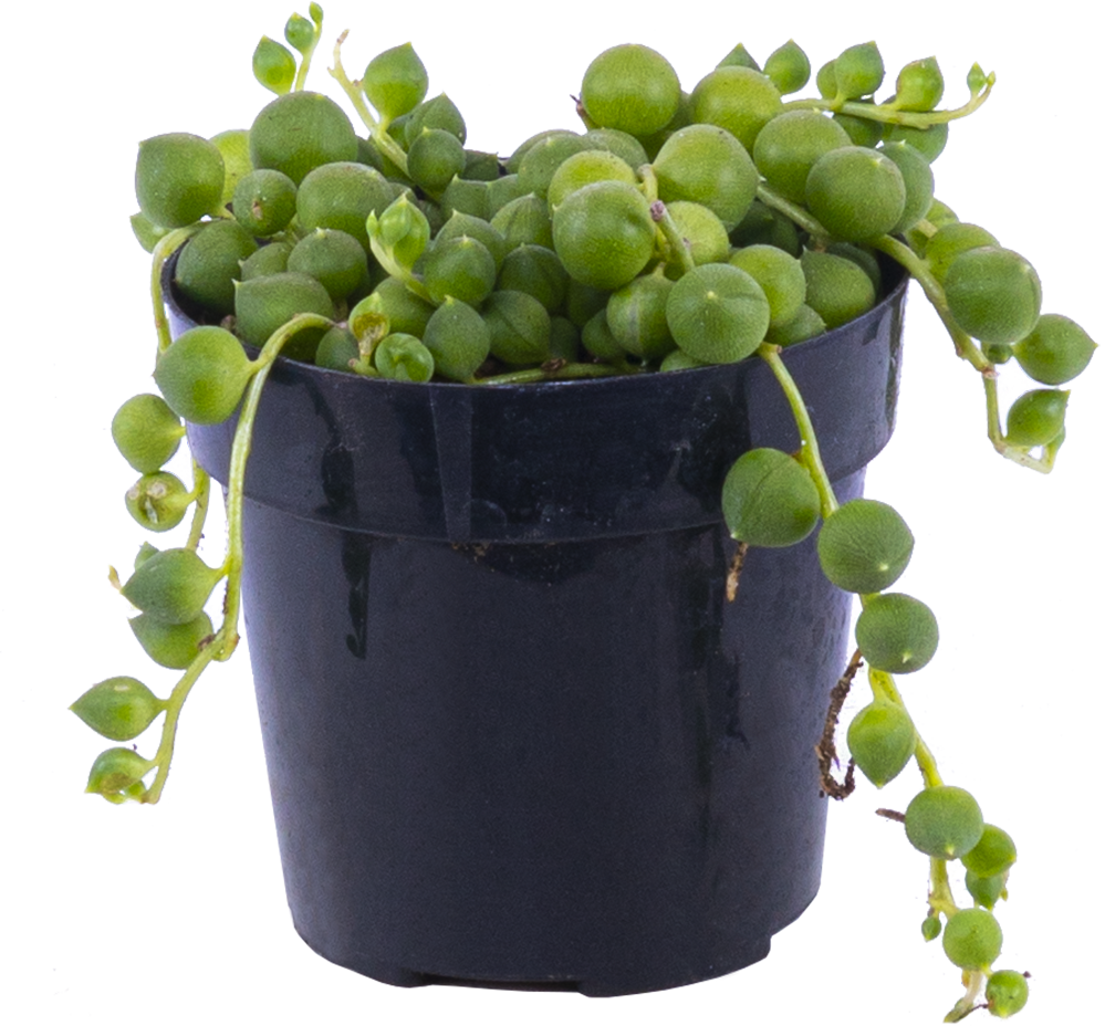Senecio Rowleyanus | String of Pearls (XS)