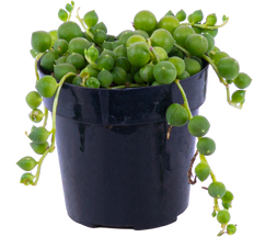 Senecio Rowleyanus | String of Pearls (XS)