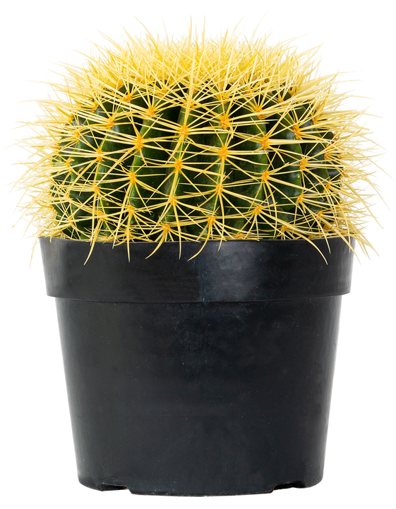 Echinocactus Grusonii | Golden Barrel Cactus (L)
