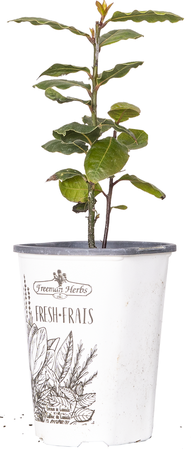 Laurus Nobilis | Bay Laurel (S)
