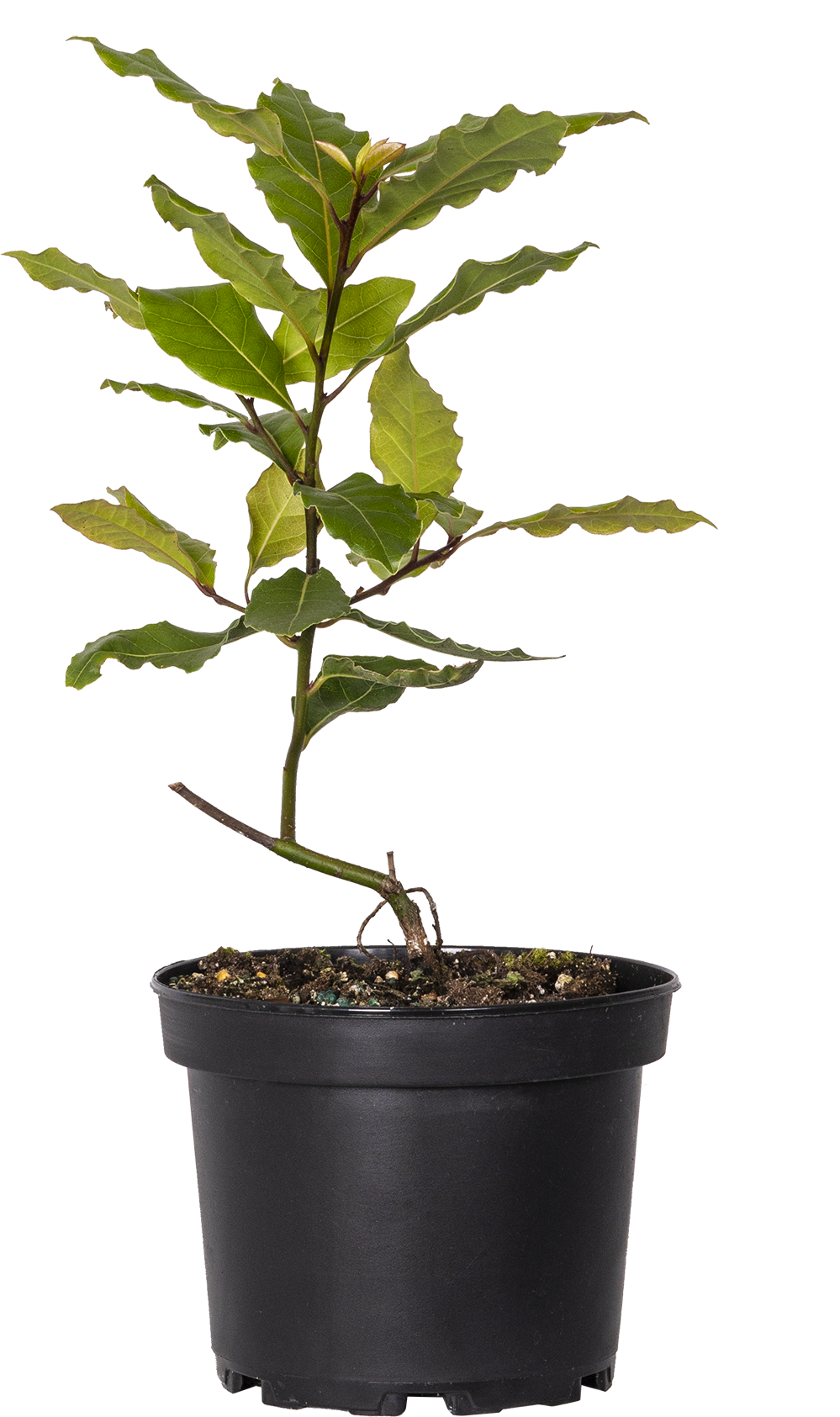 Laurus Nobilis | Bay Laurel (M)
