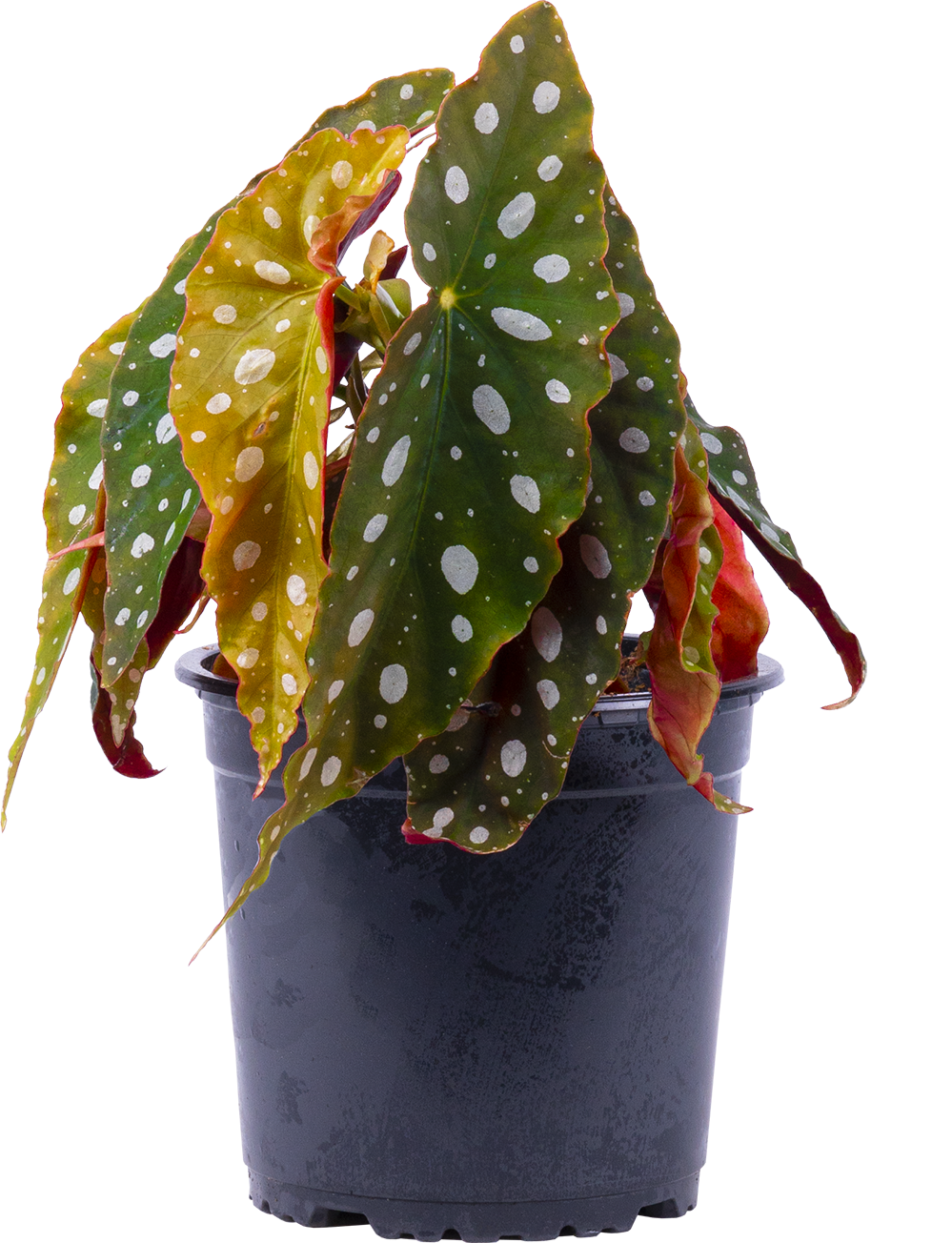 Begonia Maculata | Angel Wing Polka Dot (M)