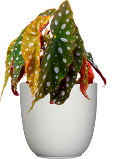 Begonia Maculata | Angel Wing Polka Dot (M)
