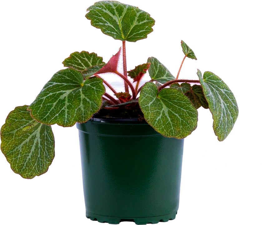 Begonia Strawberry (S)