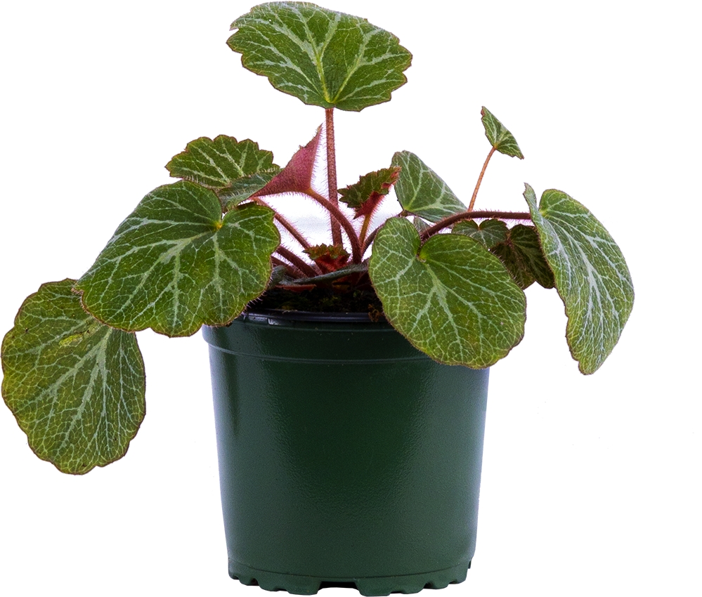 Saxifraga stolonifera | Begonia Strawberry (S)