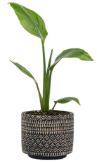 Strelitzia | Bird of Paradise (S)