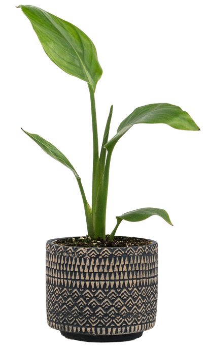Strelitzia | Bird of Paradise (S)