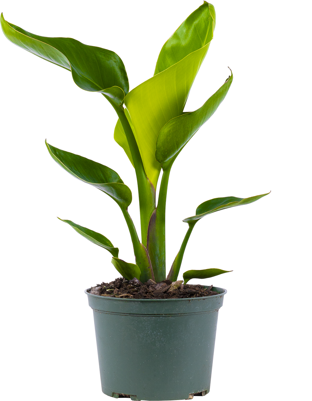 Strelitzia Nicolai | Bird of Paradise (M)