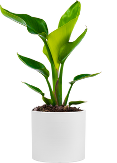 Strelitzia Nicolai | Bird of Paradise (M)