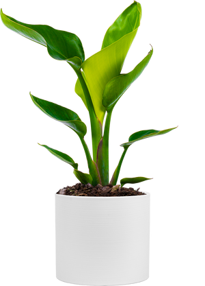 Strelitzia Nicolai | Bird of Paradise | 6" Pot | Houseplant | Plantsome