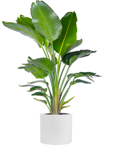 XL Plants – Plantsome