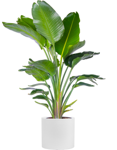Strelitzia Nicolai | Bird of Paradise Multi Stem (XL)