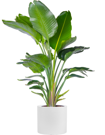 Strelitzia Nicolai | Bird of Paradise Multi Stem (XL)