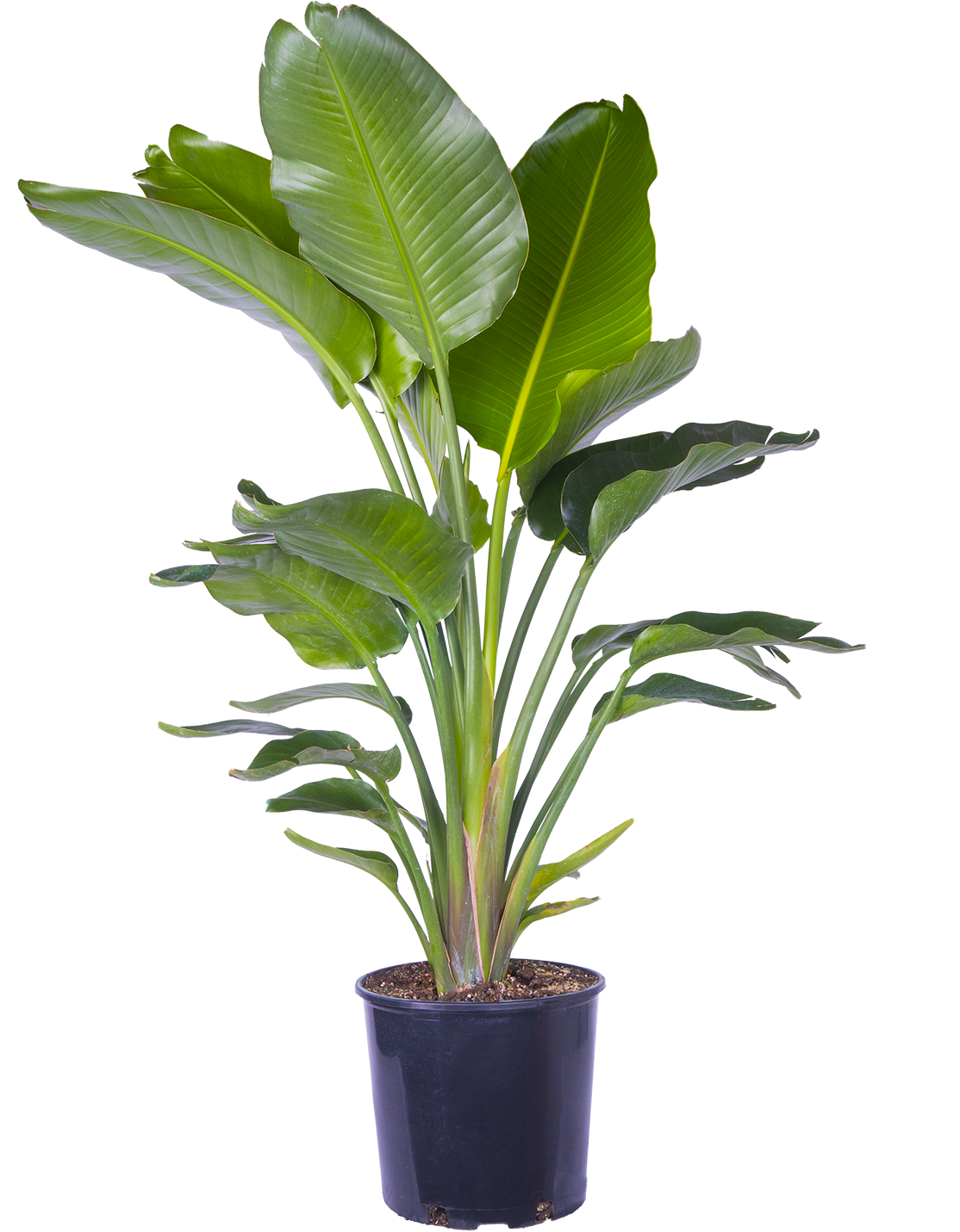 Strelitzia Nicolai | Bird of Paradise Multi Stem (XL)