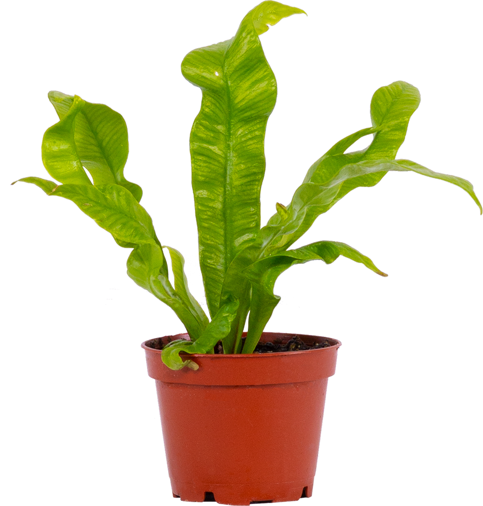 Asplenium Crispy Wave Birds Nest Fern 2.5" Pot Pet Friendly And