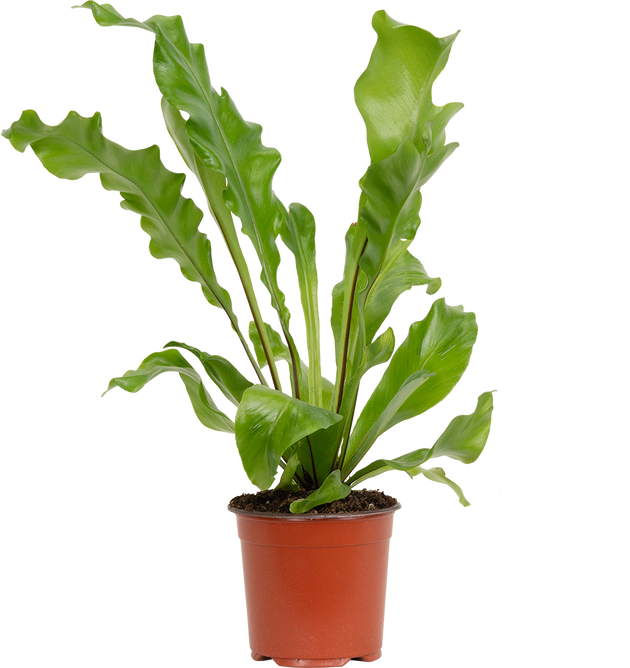 birds nest fern pet safe Asplenium Nidus 'Antiquum' | Birds Nest Fern | 4" Pot | Pet Friendly And Easy Care Houseplant